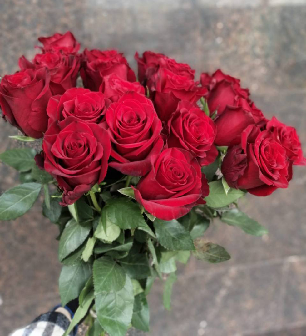 Красные эквадорские розы Эксплорер