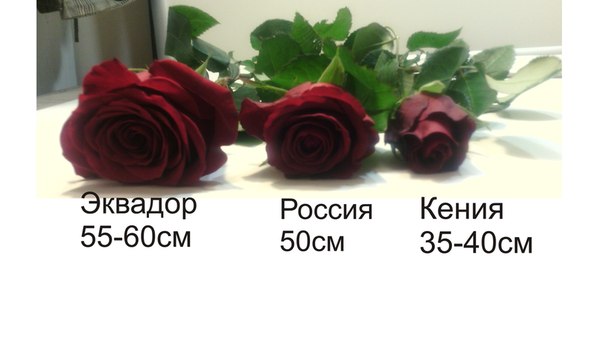 кенийские розы фото онлайн