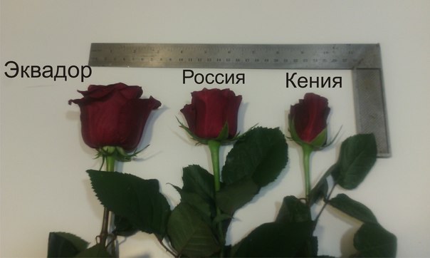 Как купить оптом розы из кении и эквадора доставка цветов и мягких игрушек по москве недорого