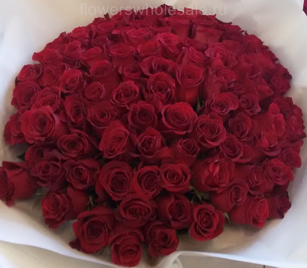 101 красная эквадорская роза