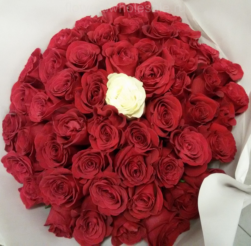 51 красная и белая роза из Эквадора