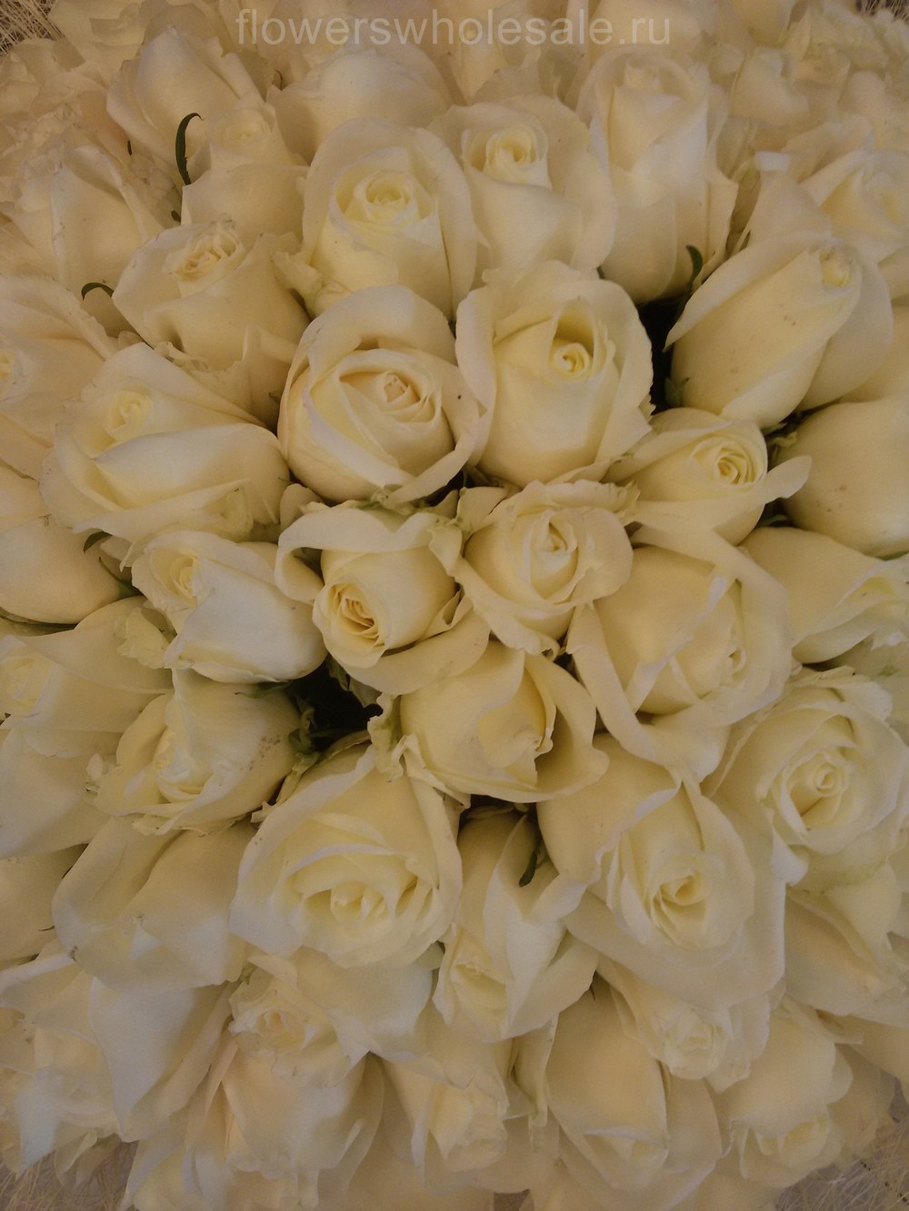 Белые розы сорта Венделла, очень стойкие