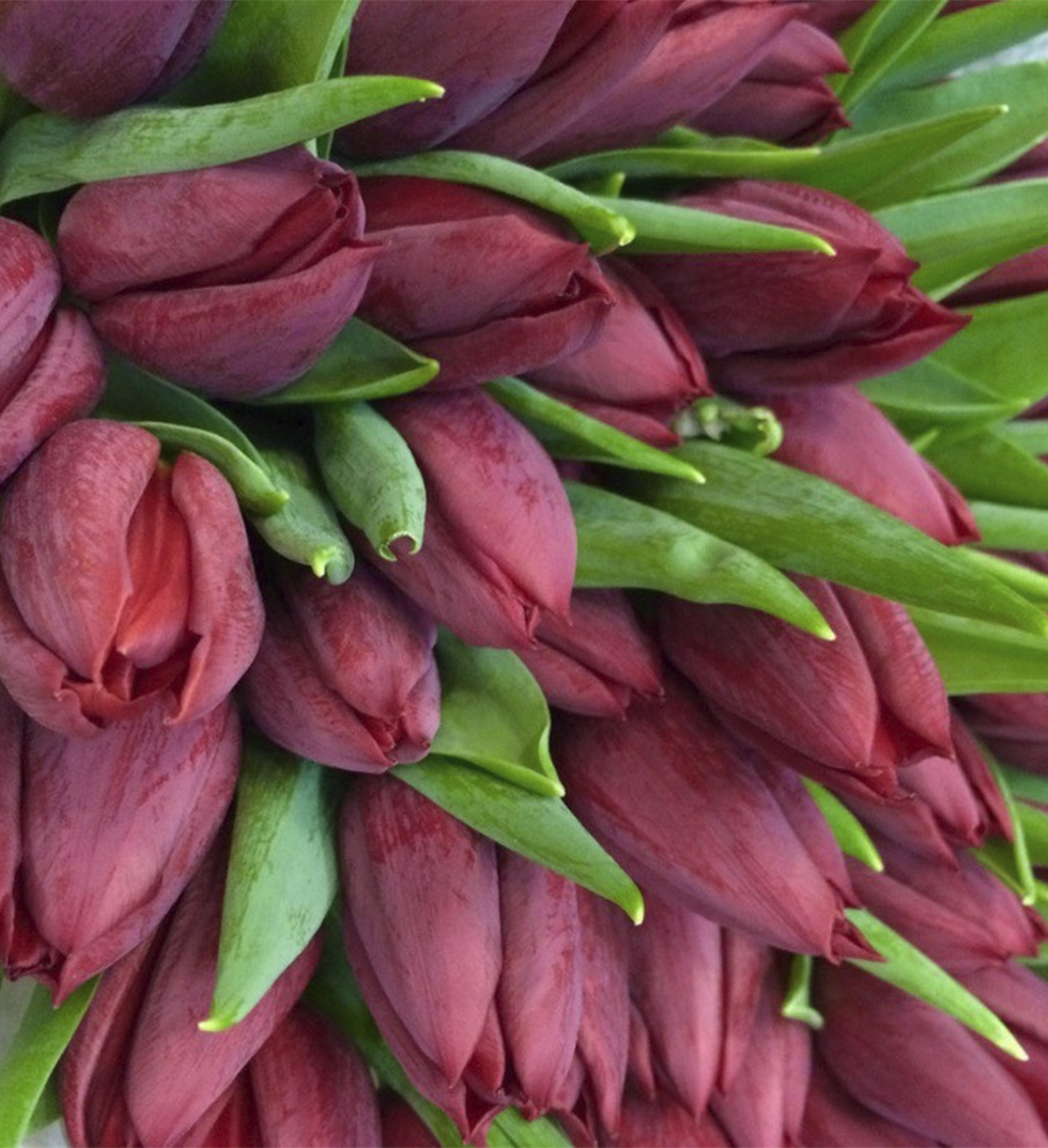 бордовые тюльпаны