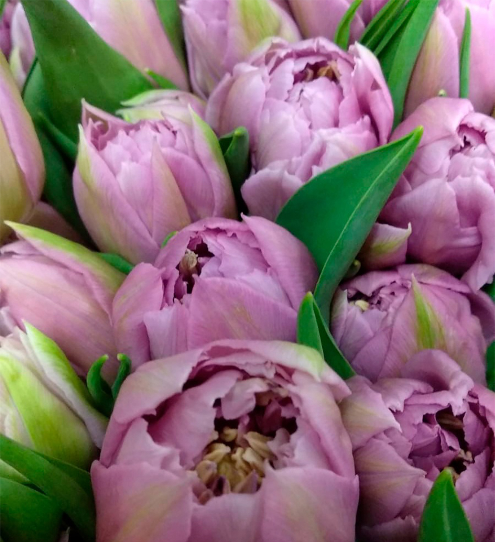 Сиреневые тюльпаны