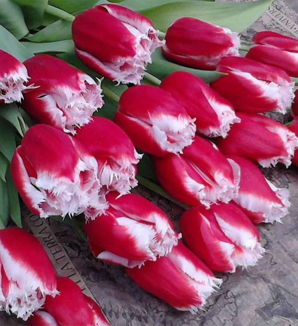 красные с белым тюльпаны с бахромой