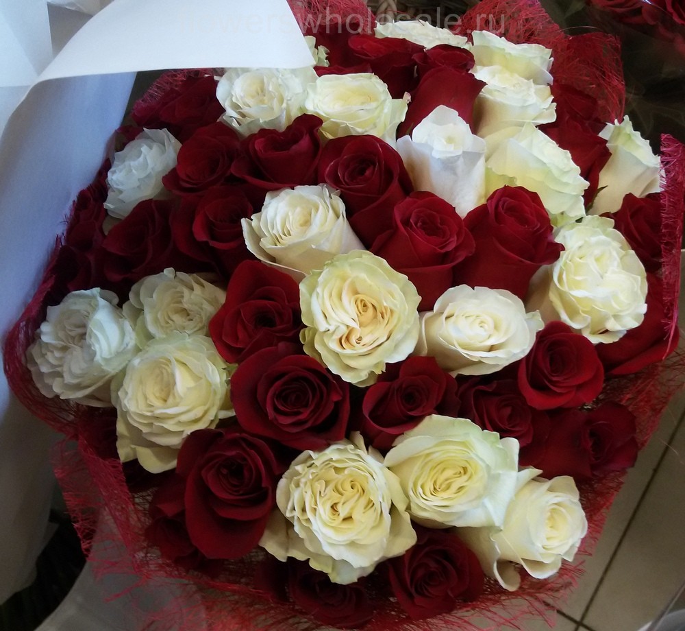 51 красная роза с белой, сорт фридом и венделла