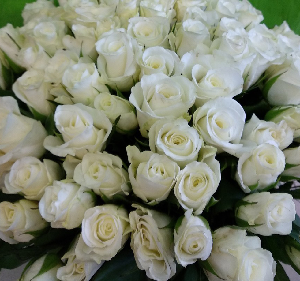 51 белая роза высотой 40см