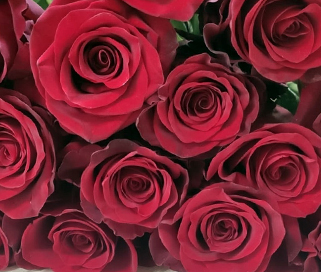 розы сорта гран при мелким оптом в петербурге