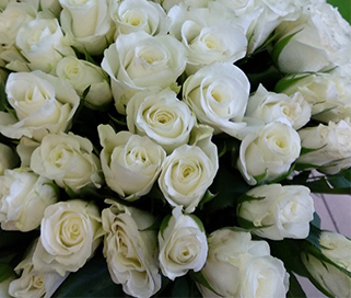 белые розы оптом в спб