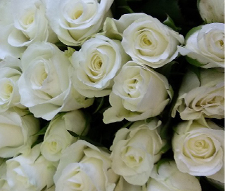 кенийские белые розы в Санкт-петербурге