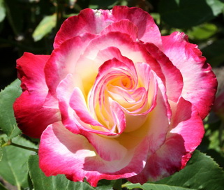 розы Double Delight мелким оптом в петербурге