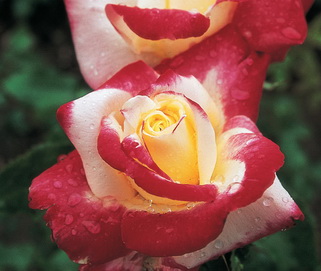 розы Double Delight мелким оптом в петербурге
