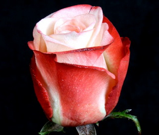 розы Farfalla мелким оптом в петербурге