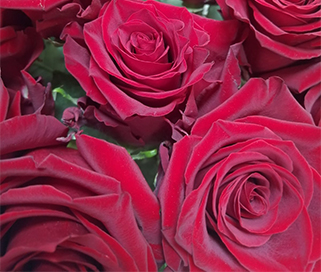 красные розы купить оптом в санкт-петербурге