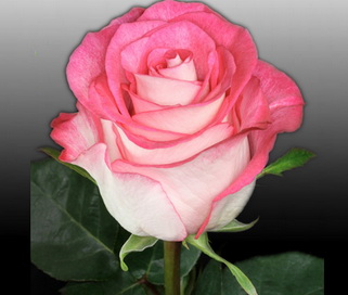 розы High&Candy мелким оптом в петербурге