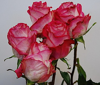 розы High&Candy мелким оптом в петербурге