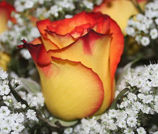 розы High Magic мелким оптом в петербурге