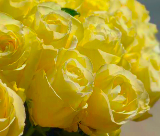 розы High Yellow мелким оптом в петербурге