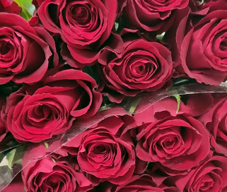 розы Red Sky мелким оптом в петербурге