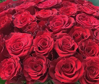 красные розы оптом в санкт-петербурге