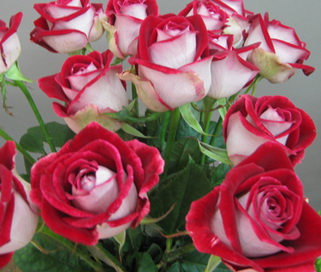 розы Luxor мелким оптом в петербурге