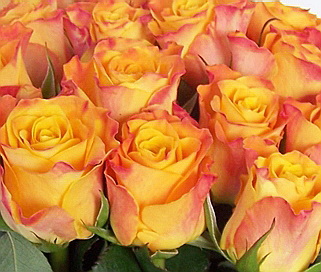 розы Marie Claire мелким оптом в петербурге