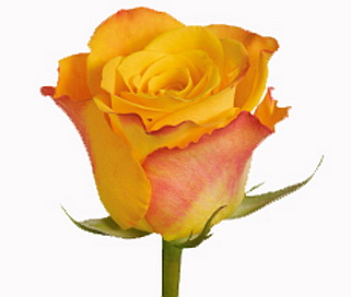 розы Marie Claire мелким оптом в петербурге