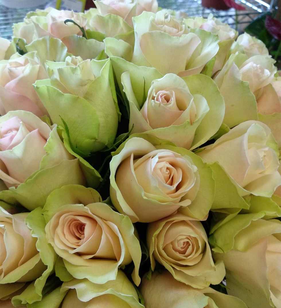 красивые розы от компании flowerswholesale.ru