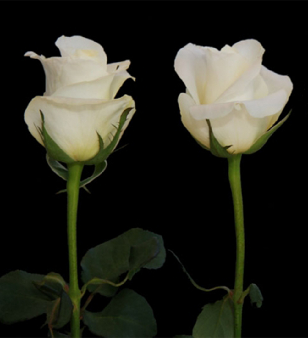 Компания Цветы оптом. Белые розы. Какие выбрать.