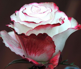 розы Sweetnes мелким оптом в петербурге