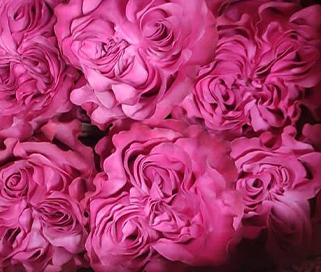 розы Topaz мелким оптом в петербурге