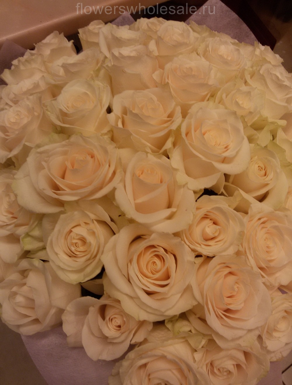 Белые розы сорта Аваланш (Avalanche)